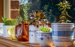 SUSTAINABLE LIFESTYLE