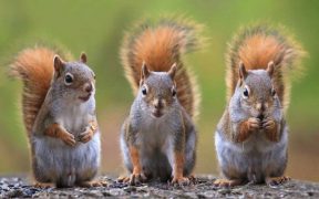 Squirrels