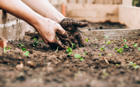 RHS Gardening