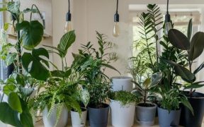 houseplants