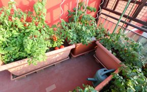 CROPS IN POTS