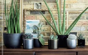 At Home with plants