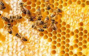 Bees