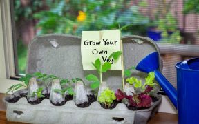 Grow veg from scraps