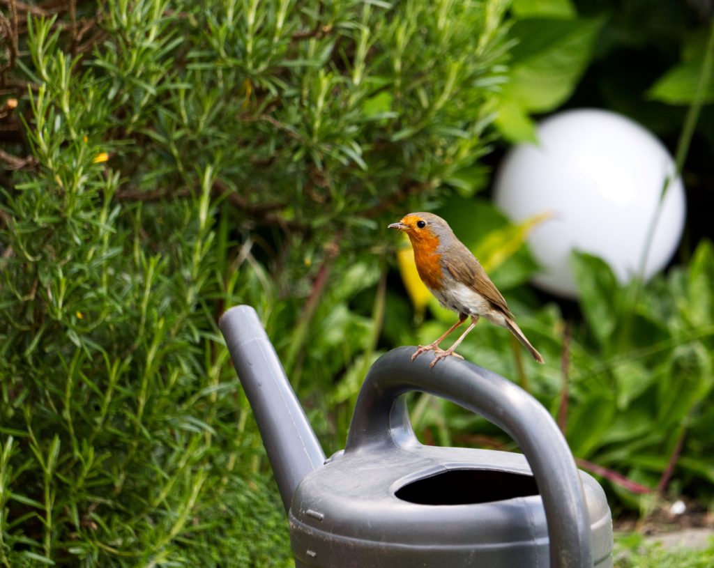 Big Garden Birdwatch: Oxfordshire new homes provider shares top tips to attract feathered friends to our gardens