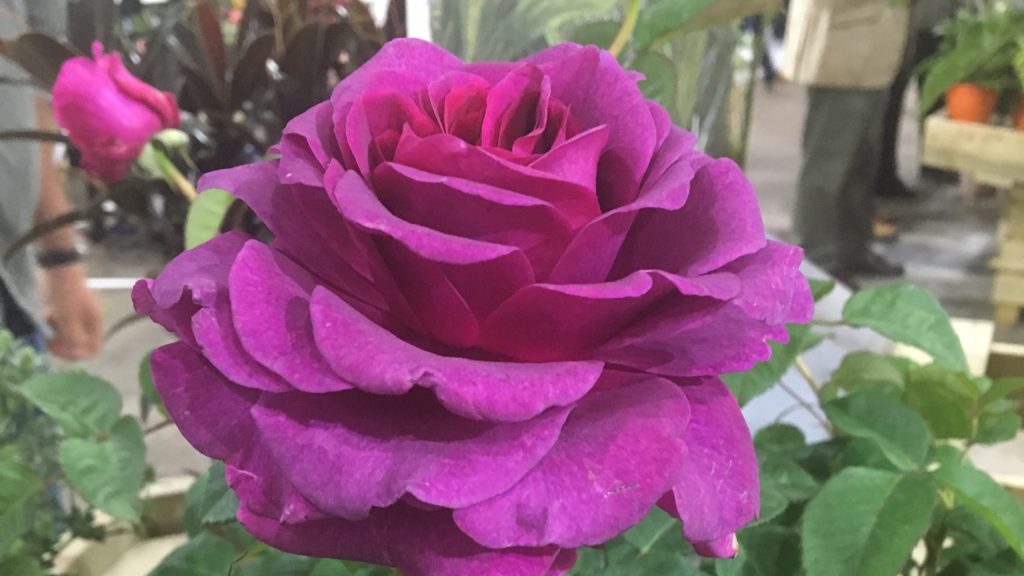 CELEBRATE ROSE AWARENESS WEEK WITH BRITISH GARDEN CENTRES